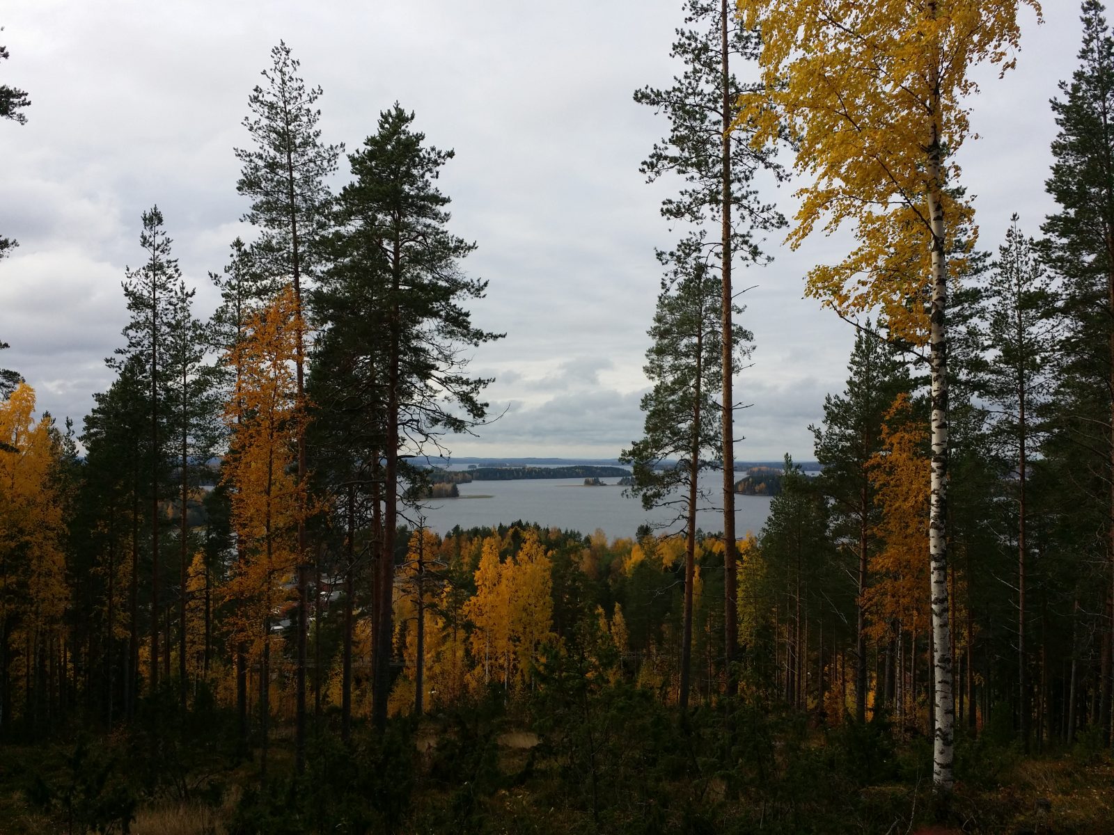 Kallavesi pilkistää Puijonsarven nuotiopaikalta kuvattuna puiden lomasta.