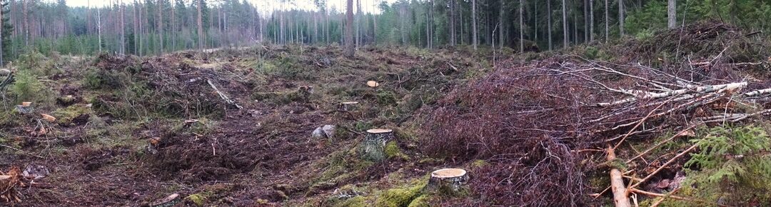 Mitä Kuopion metsäsuunnitelmassa tulisi muuttaa?